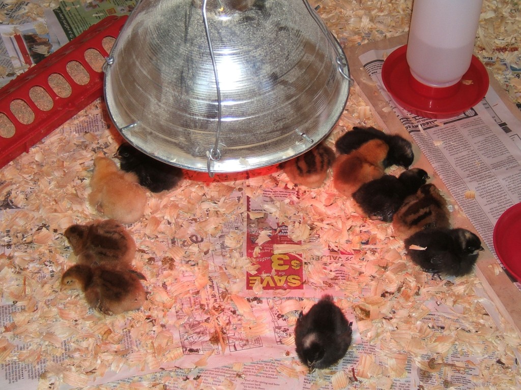 Чем кормить цыплят с первых дней жизни в домашних условиях, видео и фото