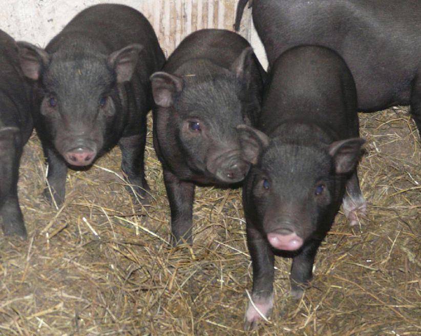 Как откармливать свиней для получения вкусного мяса