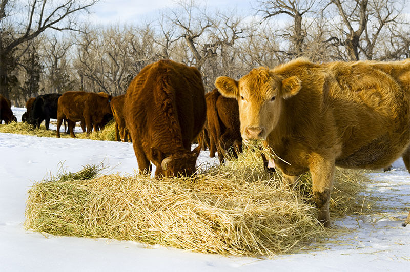 Сколько сена корове: сколько килограмм или тонн нужно на сутки и месяц зимой, как давать гранулы люцерны и таблица на год об этом