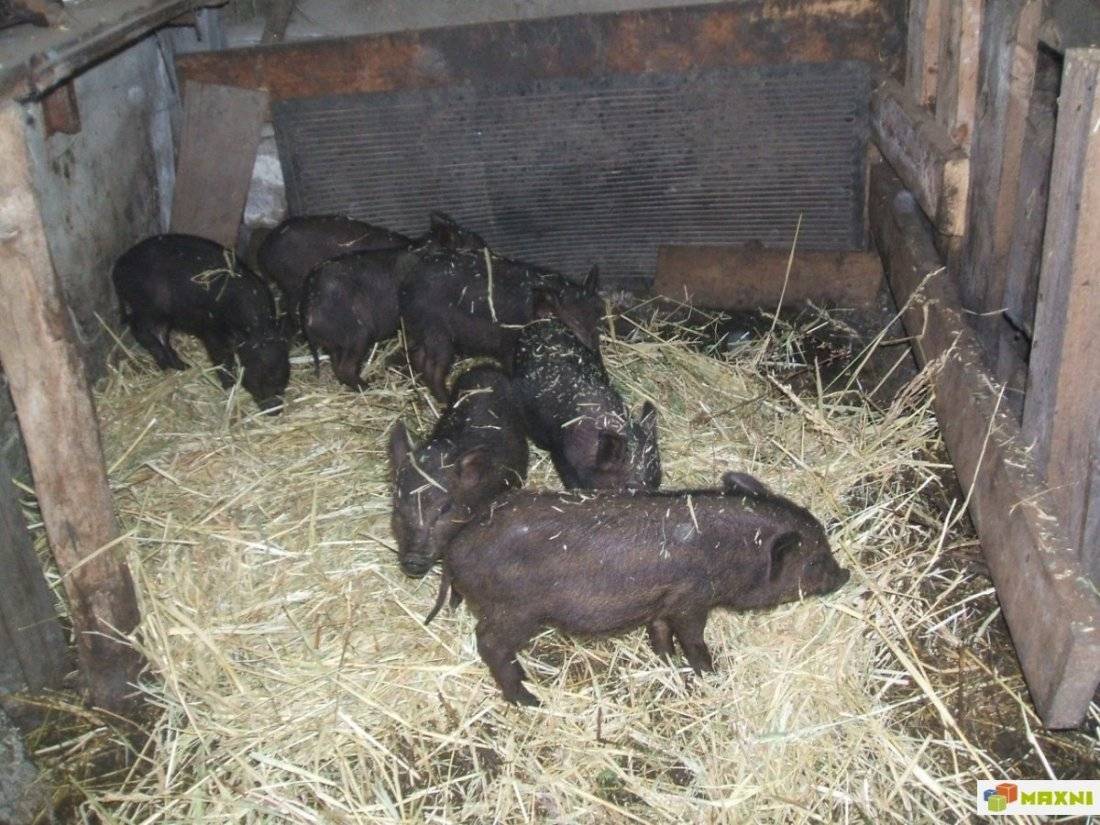 Кармалы: описание породы свиней, характеристики