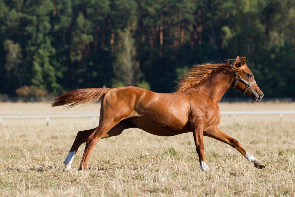 Скорость лошади: средняя и максимальная скорости лошади. какая порода самая быстрая в мире? рекорды быстроты. взаимосвязь аллюра и скорости