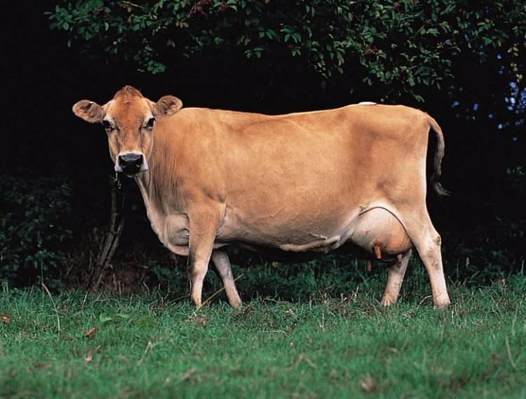 Джерсейская порода коров — характеристика, особенности ухода и разведения