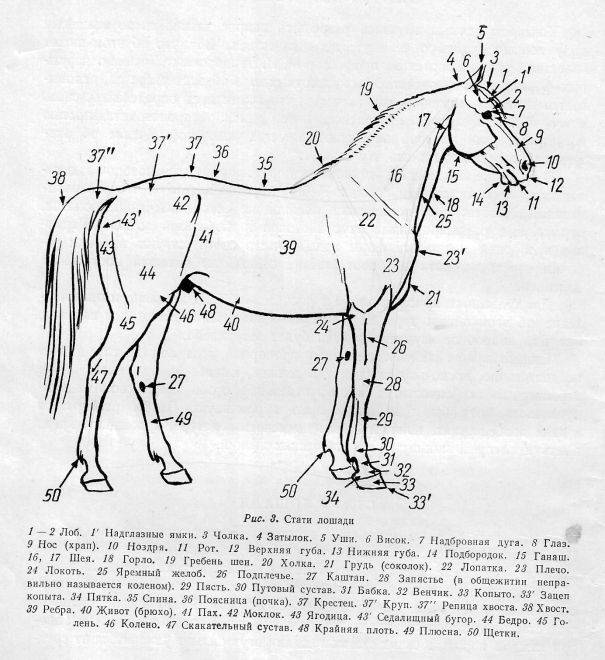 Стати лошади: описание, особенности и строение