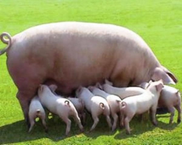 Мясные породы свиней: достоинства и недостатки