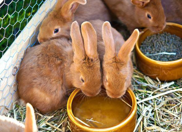 Кормление кроликов и крольчат в домашних условиях