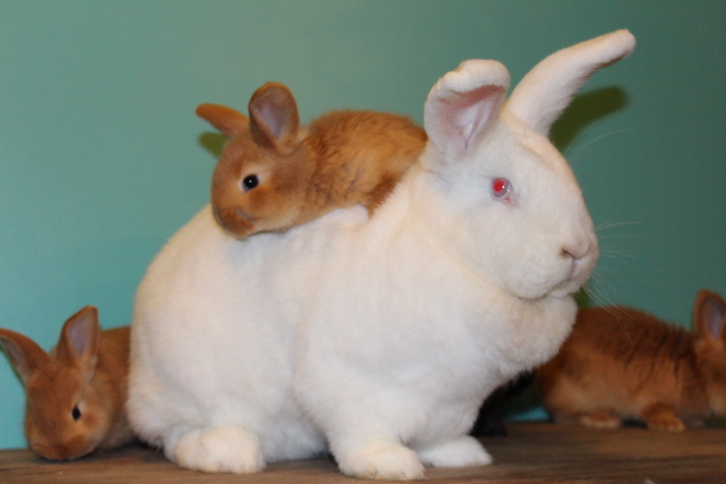 Подробная характеристика породы красных и белых новозеландских кроликов