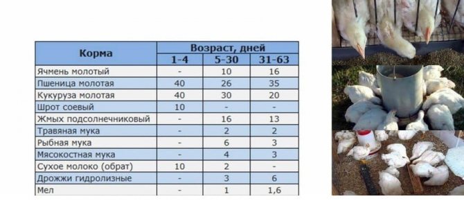 Описание и характеристики бройлерной породы кур росс 308, таблица веса по дням