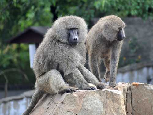 Виды и подвиды бабуинов