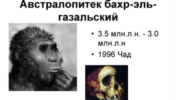 Бахр-эль-газальский австралопитек (Australopithecus bahrelghazali) — исследование и значения