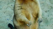 Байбак (Marmota bobak)