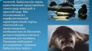 Байкальская нерпа — основные характеристики и уникальные особенности