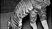 Балийский тигр — история вымирания