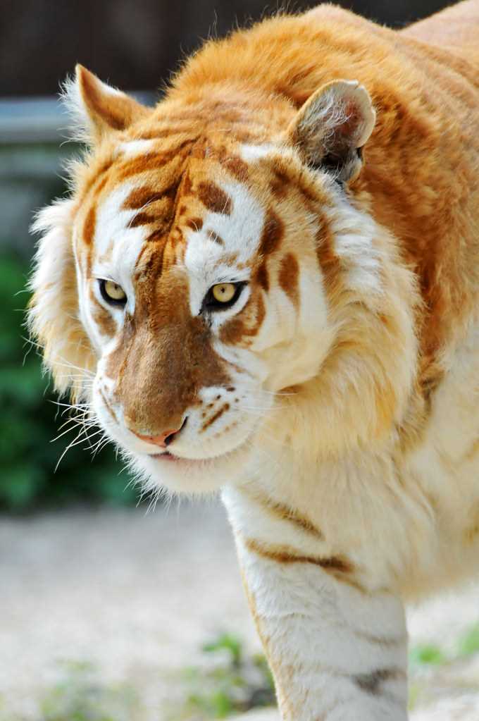 Балийский тигр (Panthera tigris balica)