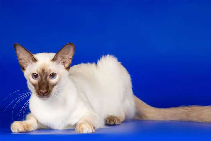 Стандарт (внешний вид) балинезийской кошки