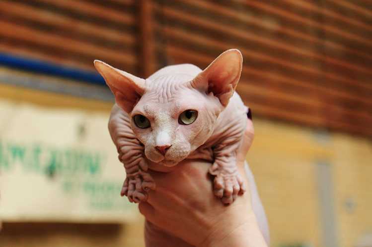 Здоровье породы кошек Бамбино
