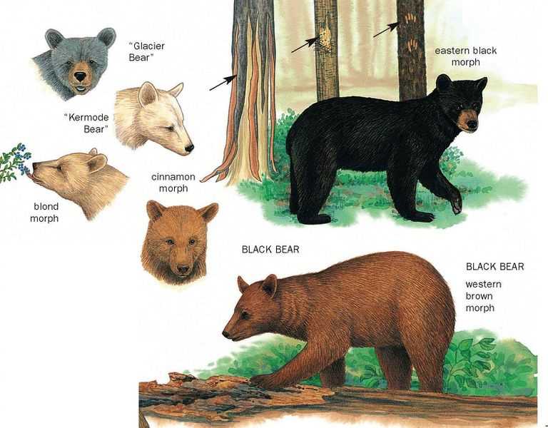 Особенности поведения черного медведя