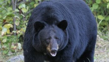 Барибал, или черный медведь (Ursus americanus)