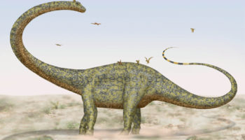 Барозавр (Barosaurus) — описание, характеристики, особенности