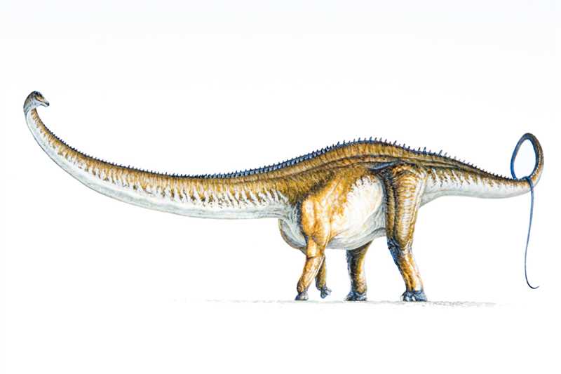 Барозавр (Barosaurus)