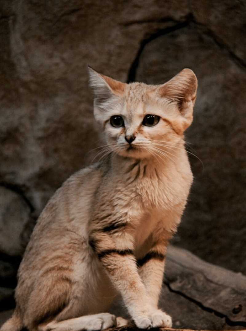Особенности поведения барханного кота (Felis margarita)