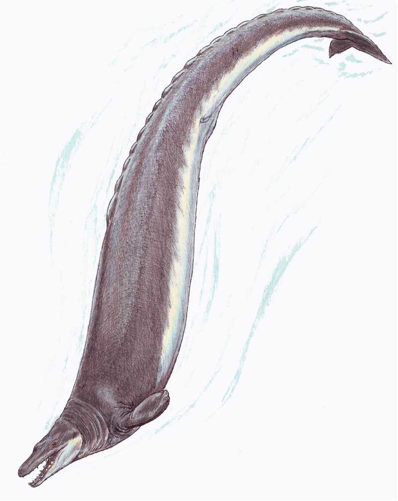 1. Basilosaurus cetoides 🐋