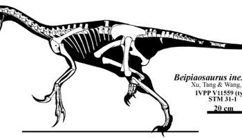 Бэйпяозавр (Beipiaosaurus) — описание, особенности и история открытия