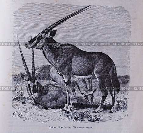 Бейза (Oryx beisa)