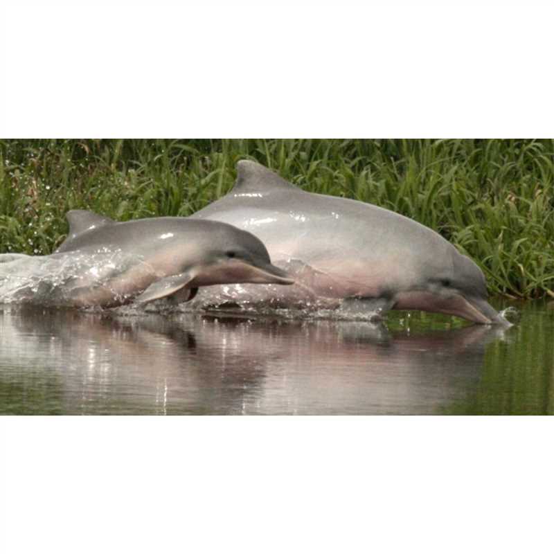 Интересные факты о белом дельфине