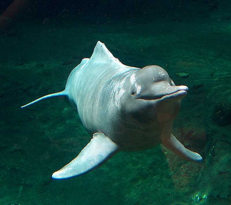 Угрозы и охрана белого дельфина
