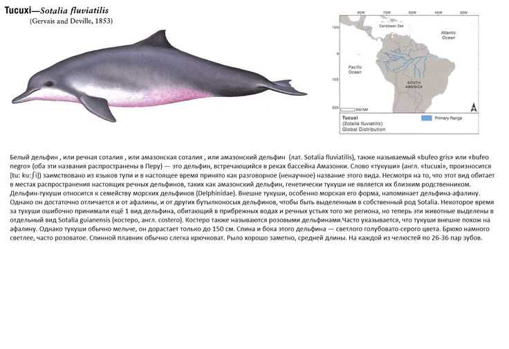 Рекомендации по наблюдению и фотографированию белого дельфина