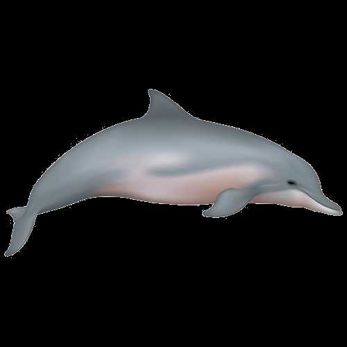 Белый дельфин (Sotalia fluviatilis)