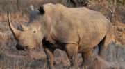 Белый носорог — особенности и сохранение вида