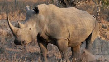 Белый носорог — особенности и сохранение вида