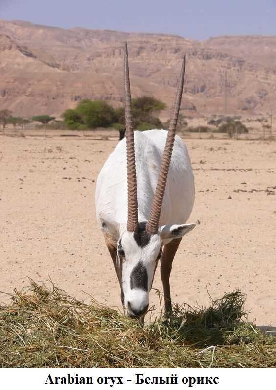 Белый орикс (Oryx leucoryx)