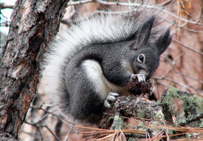 Белка Аберта (Sciurus aberti)