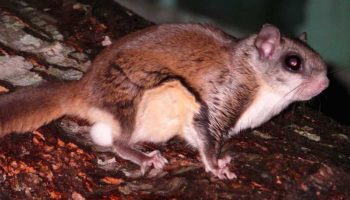 Южная летяга (Glaucomys volans): характеристики, где живет и чем питается белка