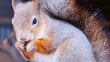 Белки (Sciurus)
