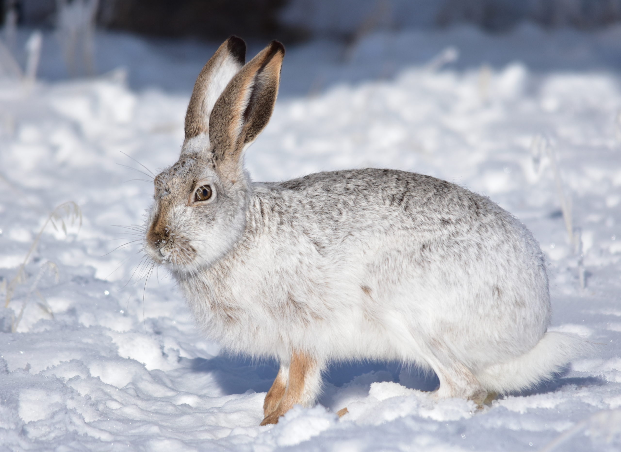 Отряд Зайцеобразные (Lagomorpha): особенности строения и образ жизни