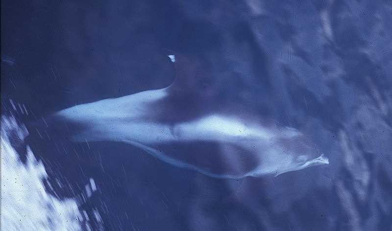 Пример пищевой цепи беломордого дельфина:
