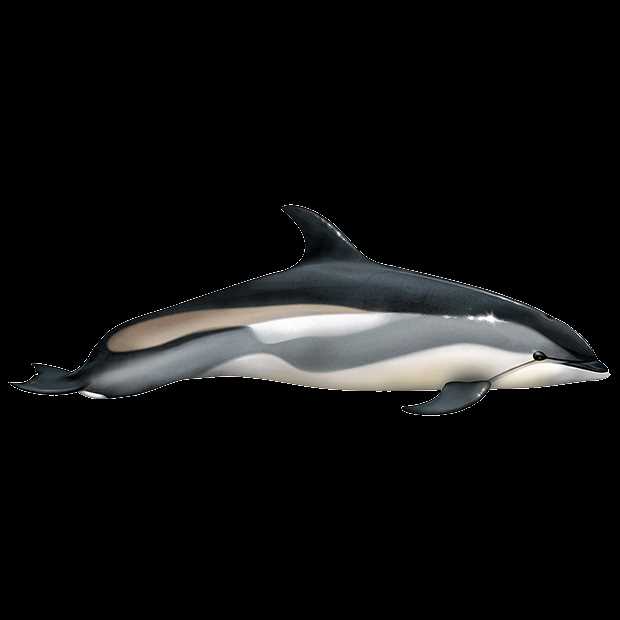 Беломордый дельфин (Lagenorhynchus albirostris)