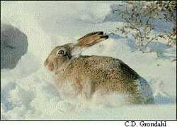 2. Охота на белохвостого зайца