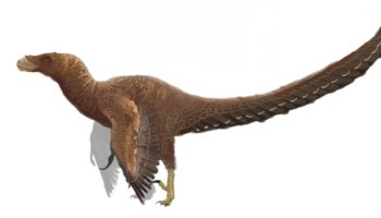 Бэмбираптор (Bambiraptor) — маленький, но смертельно опасный хищник