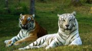 Бенгальский тигр — красавец джунглей