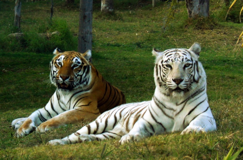 Белый и обычный бенгальские тигры