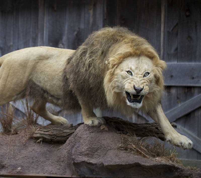 Берберийский лев, или барбарийский лев (Panthera leo leo)