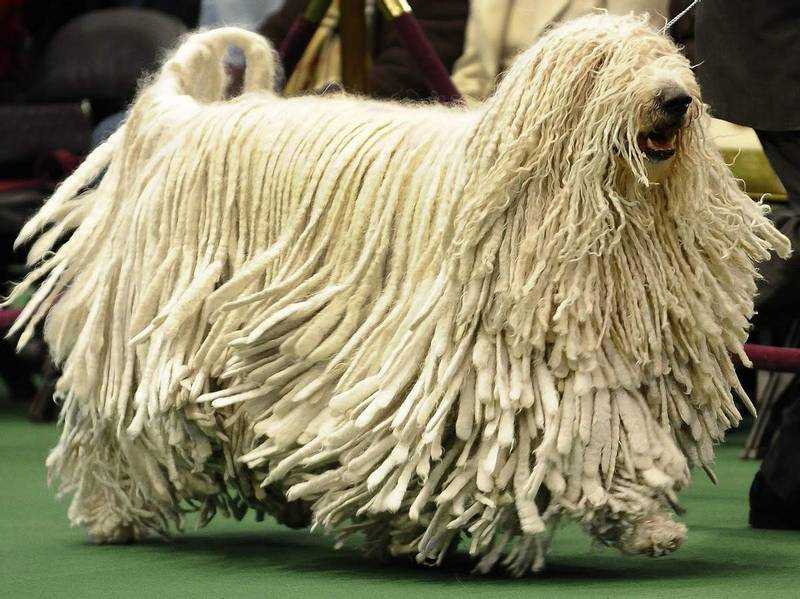 Бергамская овчарка: особенности породы собак в таблице