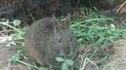 Бесхвостый кролик (Romerolagus diazi) — редкий вид кролика, учтенный за исчезающий