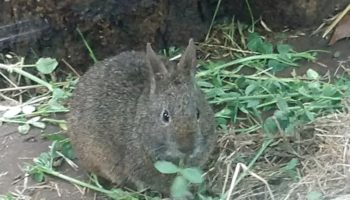 Бесхвостый кролик (Romerolagus diazi) — редкий вид кролика, учтенный за исчезающий