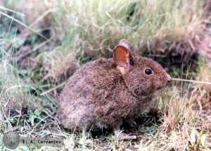Бесхвостый кролик (Romerolagus diazi)