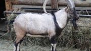 Безоаровый козёл (Capra aegagrus) — особенности вида и его значение в природе